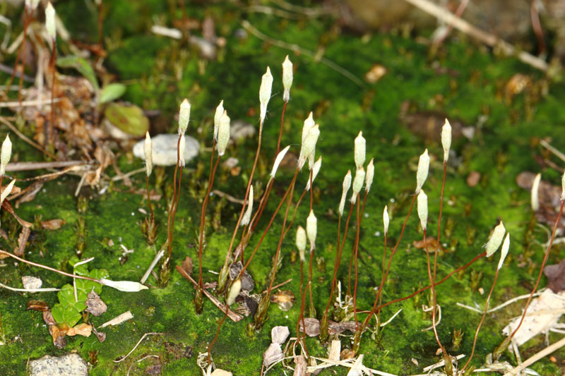 Pogonatum pensilvanicum